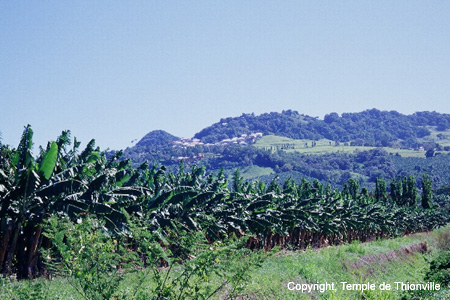 COLLINE
