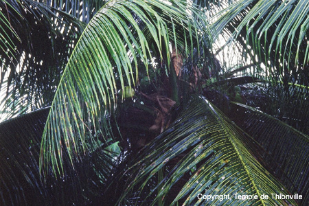 PLUIE TROPICALE