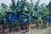 BANANES ENSACHETEES