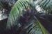 PLUIE TROPICALE